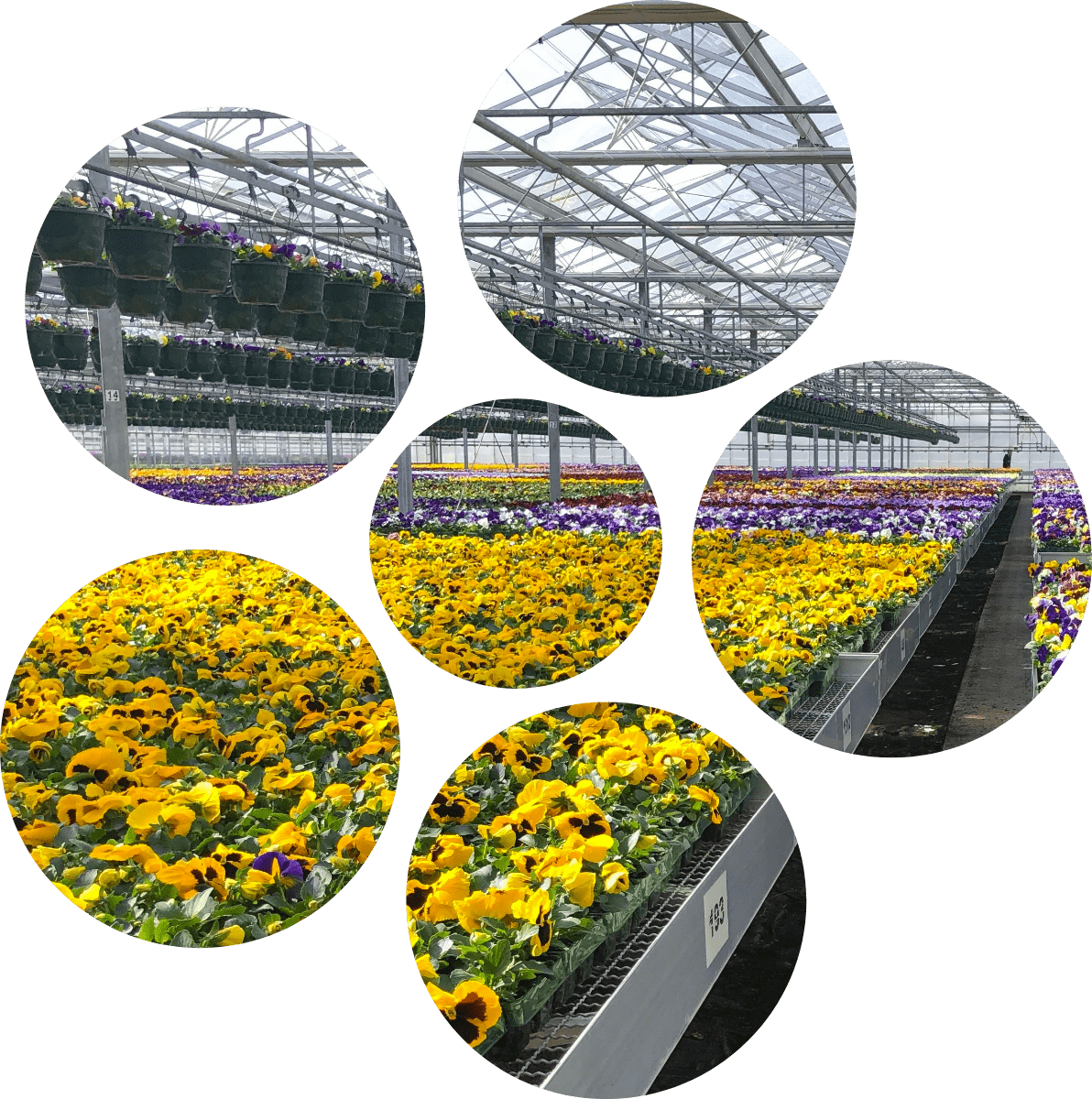 A view of the inside of Happy Plants greenhouse, showing rows of yellow and purple plants. The image is inside a flower shape