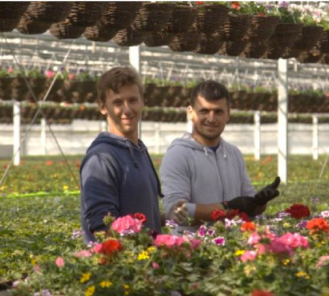 Two men smile at the camera while working amongst flowers in a greenhouse.