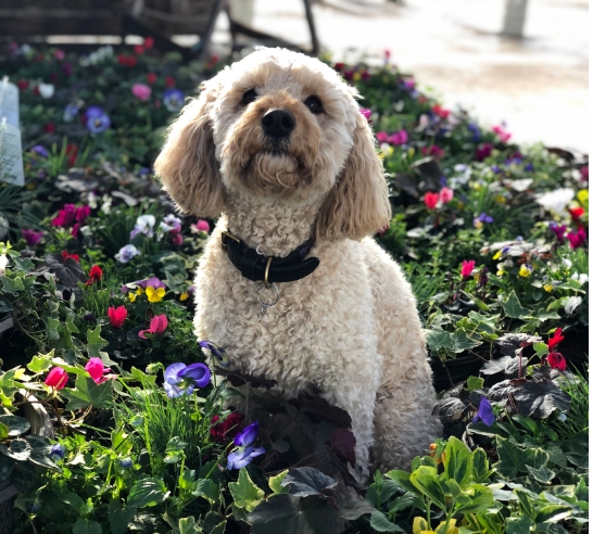A white fluffy dog with a black collar and floppy ears sits in a bed of flowers